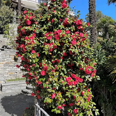 Dora Attika By Fewotessin * 洛迦诺